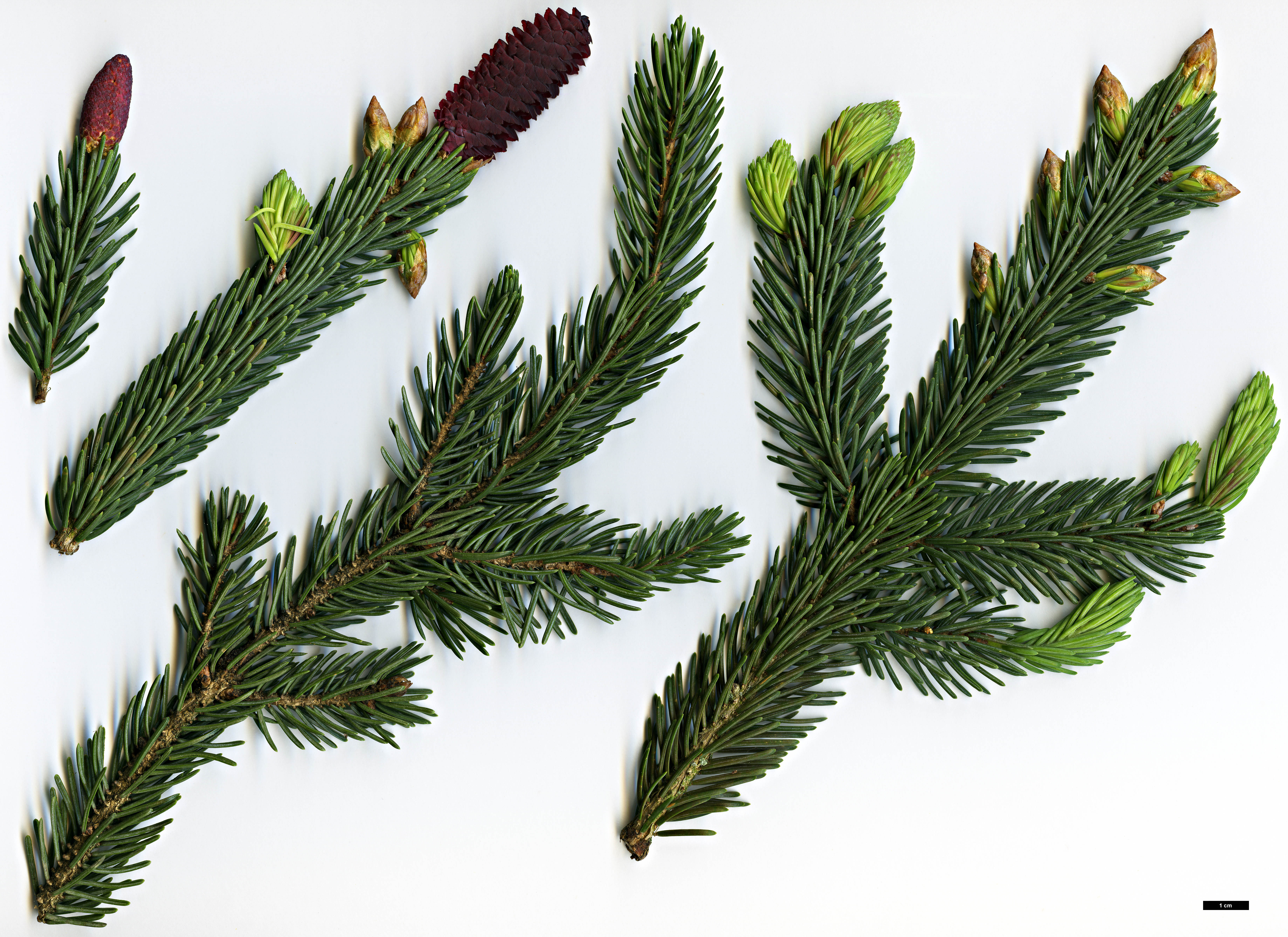 High resolution image: Family: Pinaceae - Genus: Picea - Taxon: likiangensis - SpeciesSub: var. rubescens